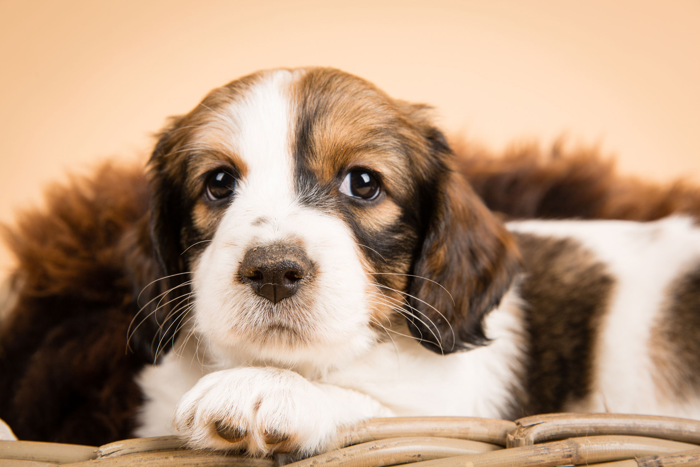 Kooikerhondje mittelgroße Hunderasse
