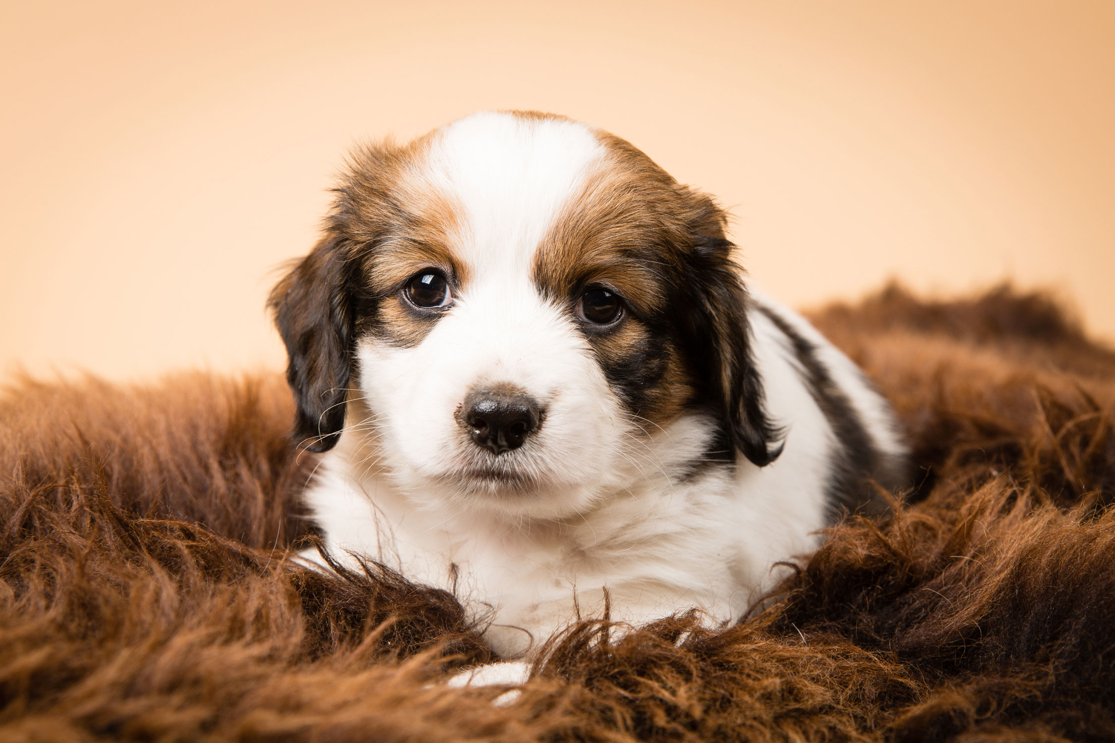 Kooikerhondje mittelgroße Hunderasse