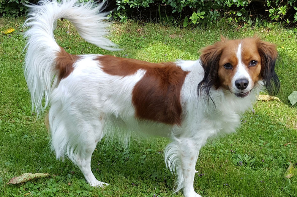 Kooikerhondje Zuechter van het hoogland