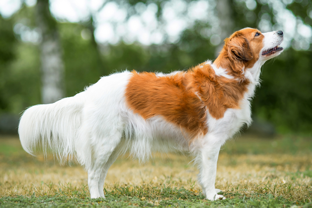 Kooikerhondje Zuechter van het veld