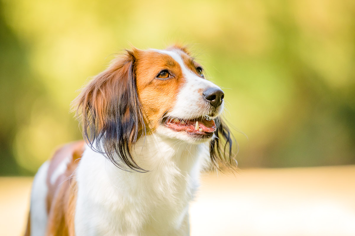 Nederlandse Kooikerhondje Rassestandard