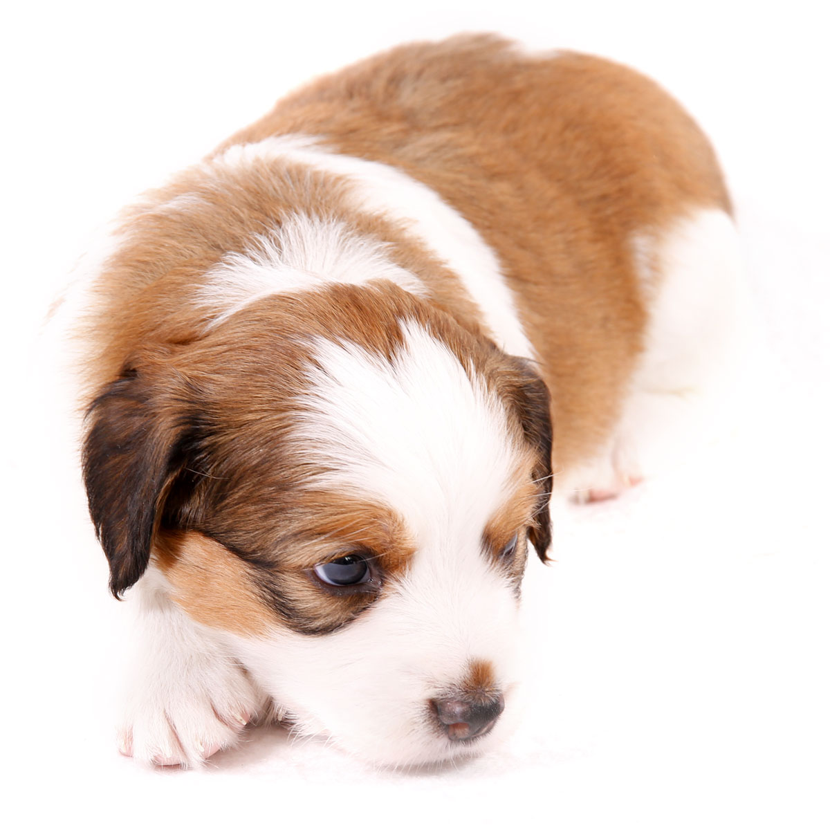 Kooikerhondje Welpen