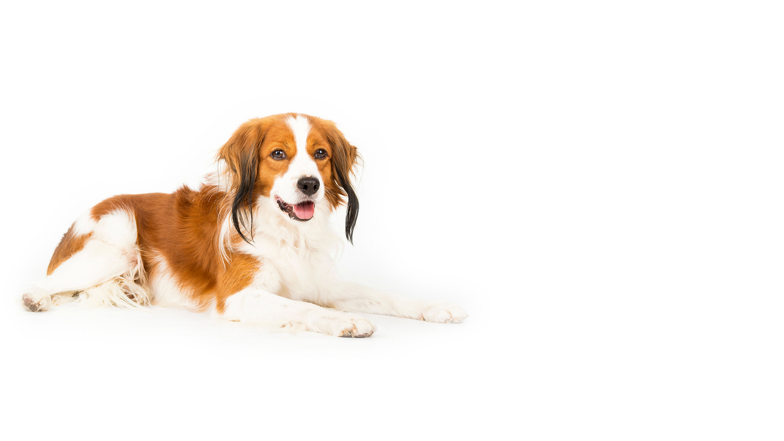 Kooikerhondje Zucht