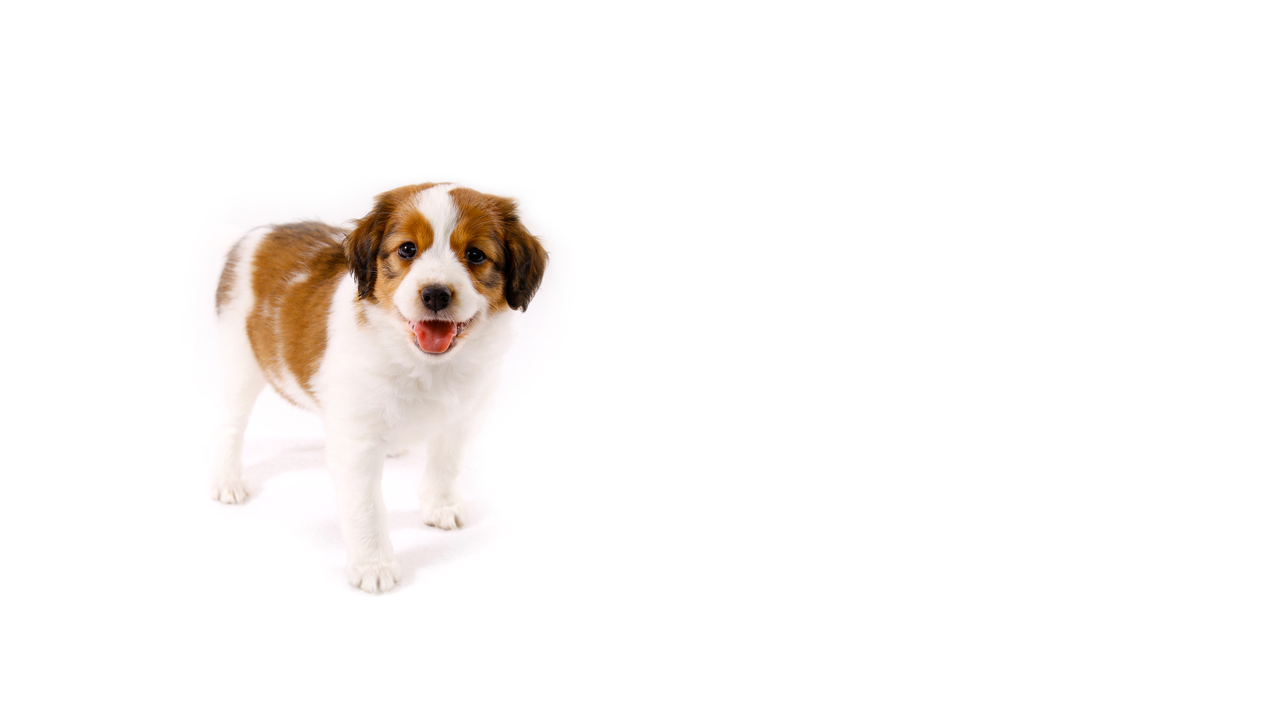 Kooikerhondje Zucht