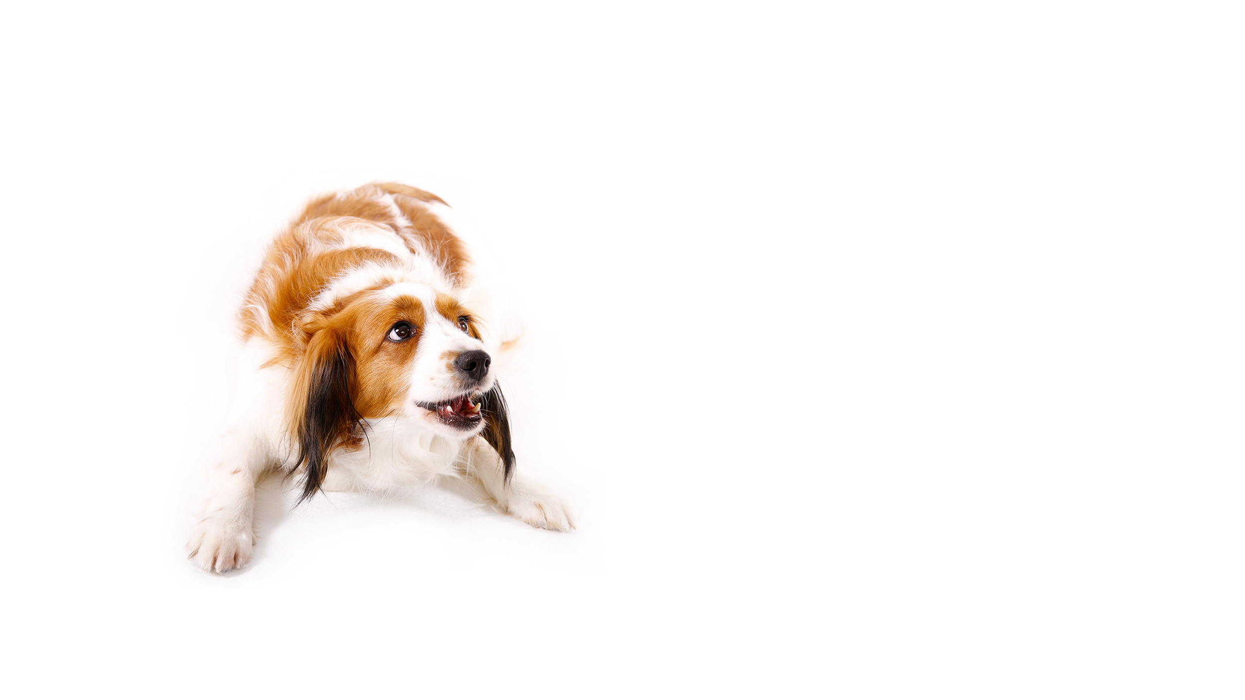 Kooikerhondje Zucht