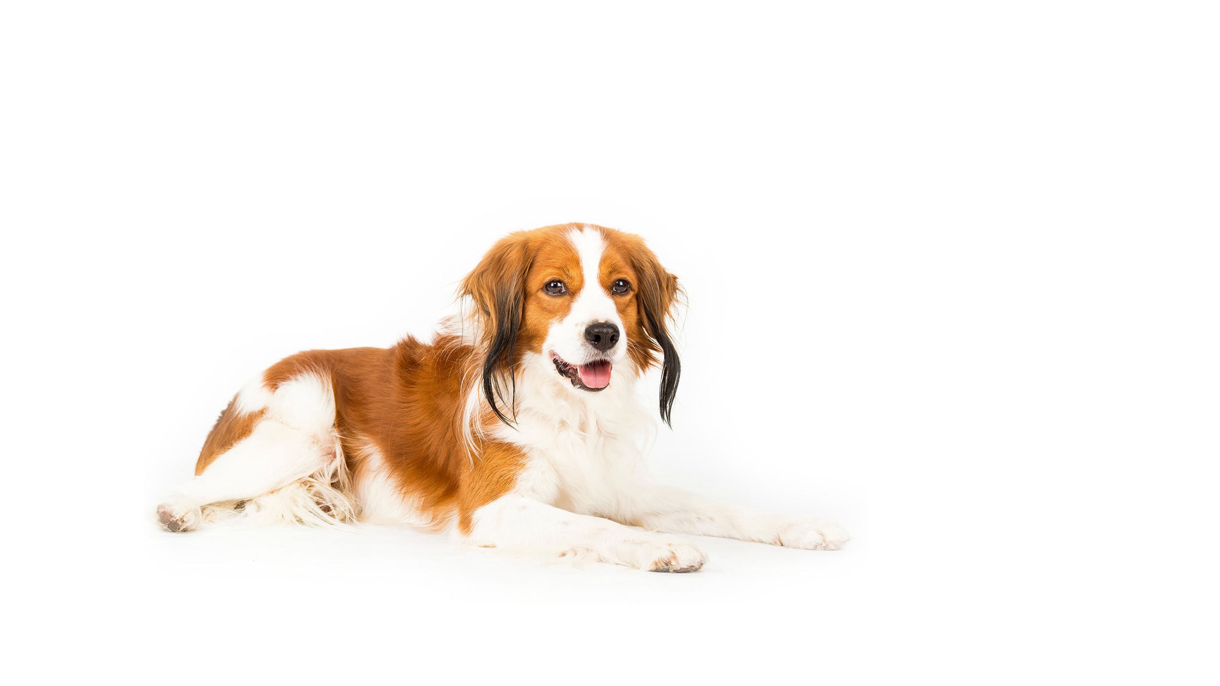 Kooikerhondje Zucht