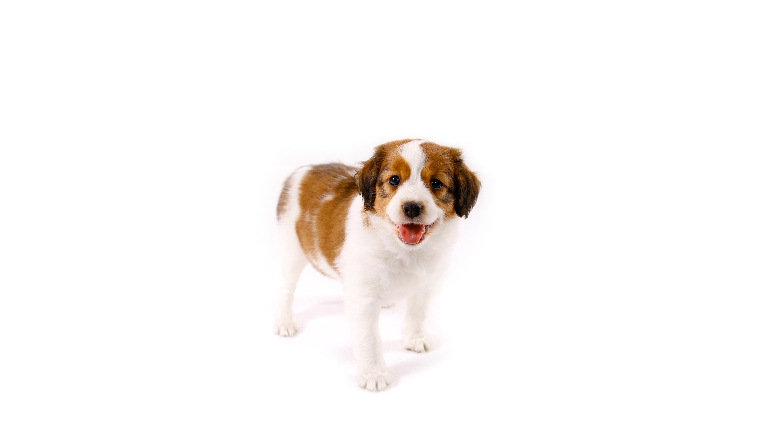 Kooikerhondje Zucht