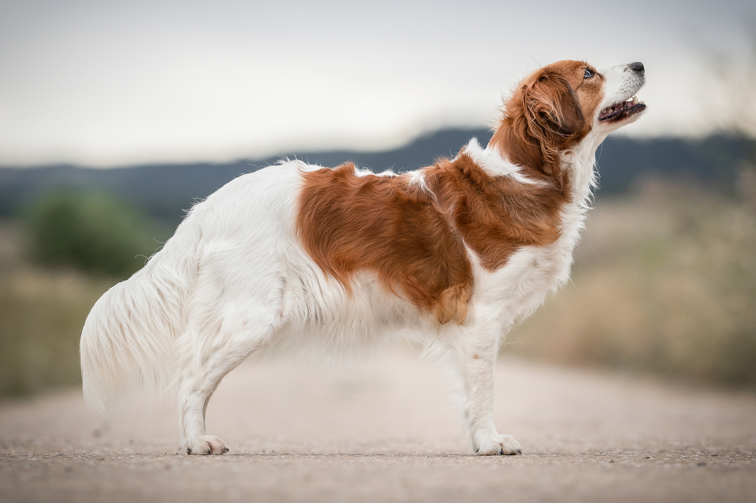 Kooikerhondje Zuechter van het veld