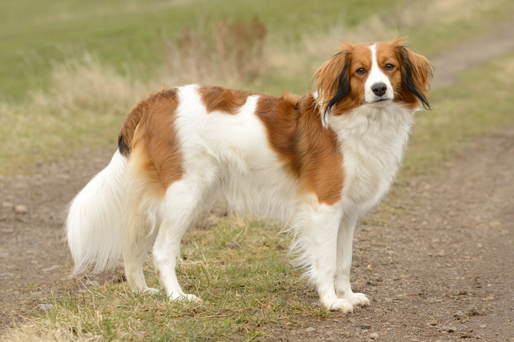 Kooikerhondje Zuechter vom Maubachtal