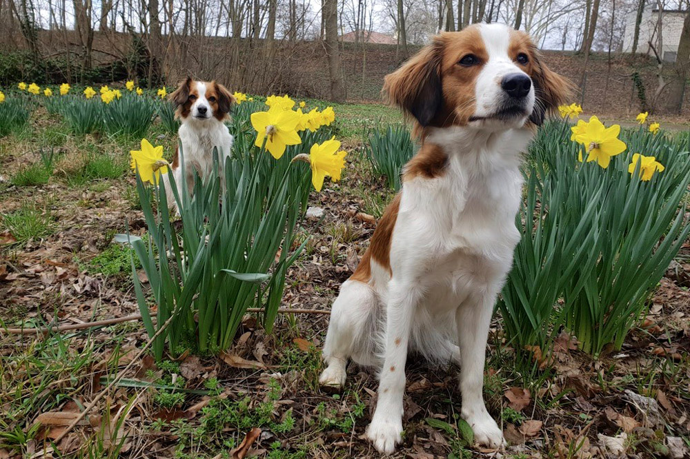 Kooikerhondje Zuechter von der kleinen Kooikereulenfarm