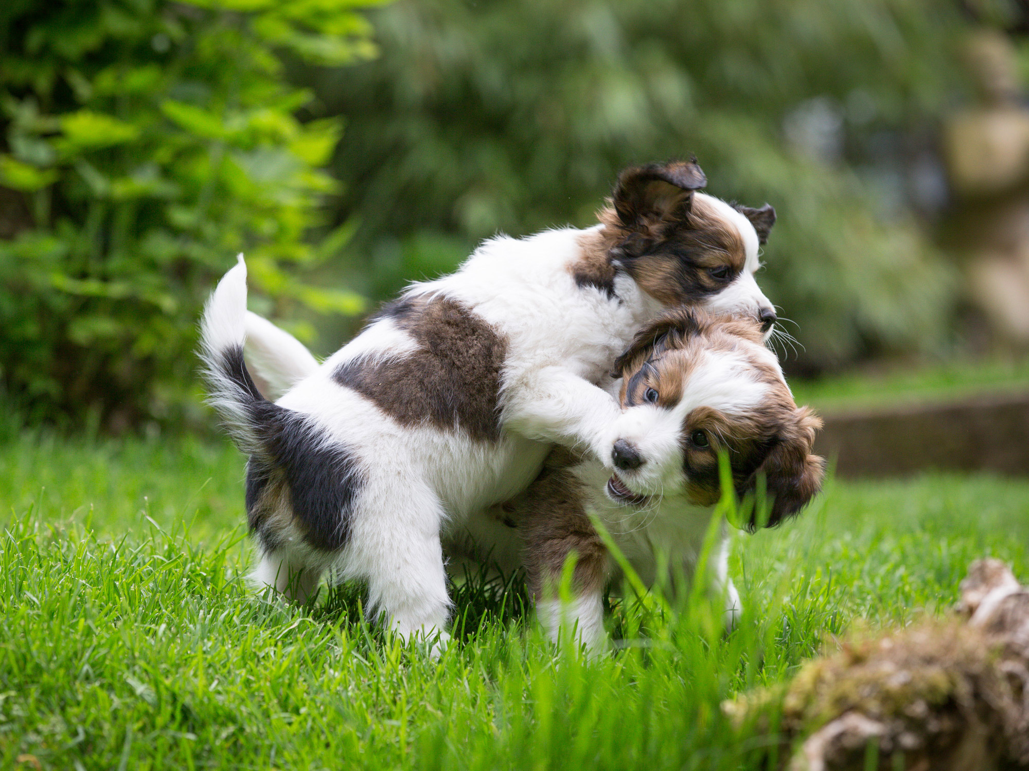 Kooikerhondje Welpen